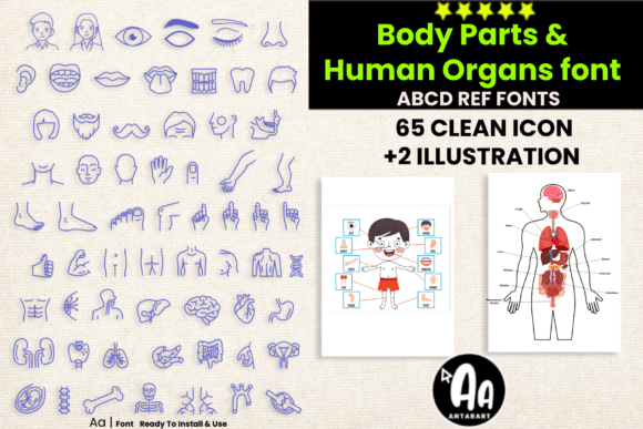 Abcd Ref Body Parts Organs Font - Featured Image