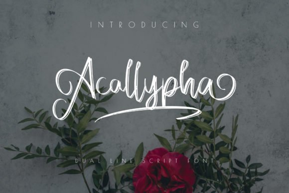 Acallypha Font - Featured Image