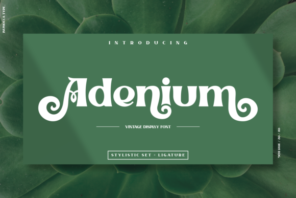 Adenium Font - Featured Image