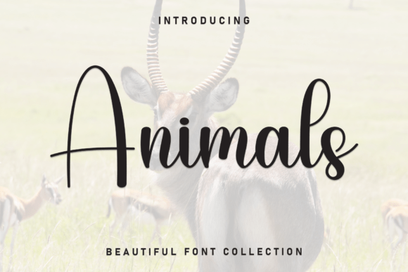 Animals Font - Featured Image