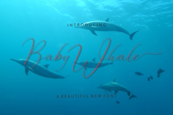 Baby Whale Font - Featured Image