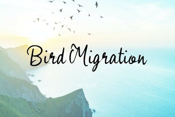 Bird Migration Font - Featured Image