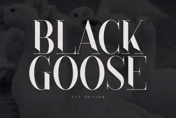 Black Goose Font - Featured Image