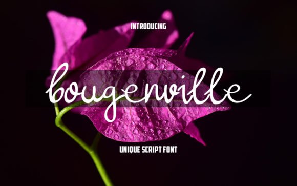 Bougenville Font - Featured Image
