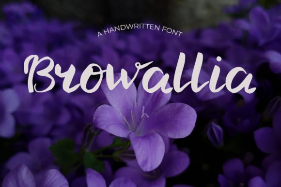 Browallia Font - Featured Image