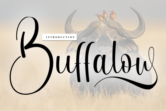 Buffalow Font - Featured Image