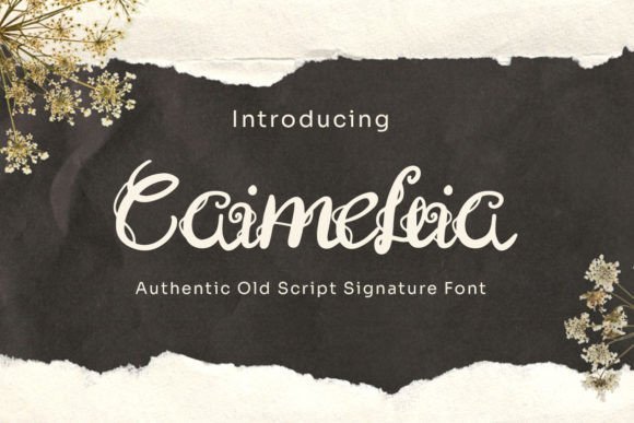 Caimellia Font - Featured Image