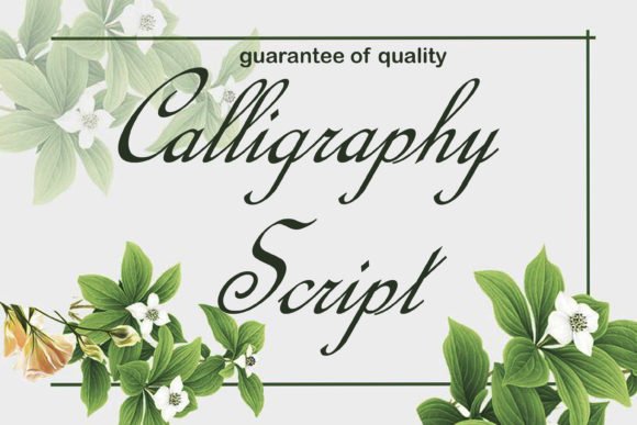 Calligraphy Script Font - Featured Image
