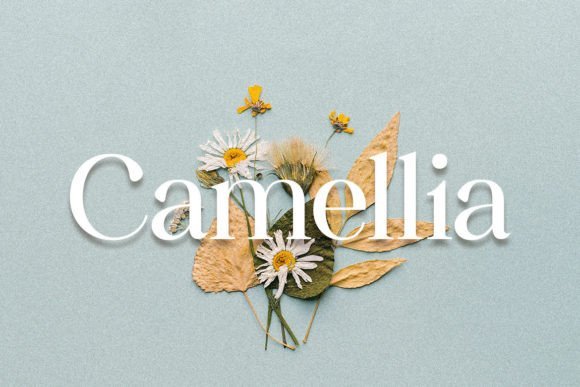 Camellia Font - Featured Image