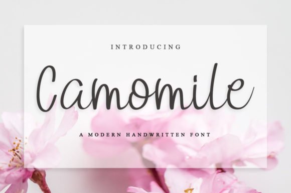Camomile Font - Featured Image