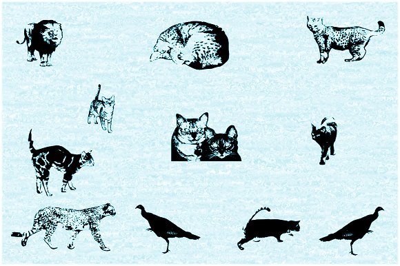Cat E Poultry Font - Featured Image