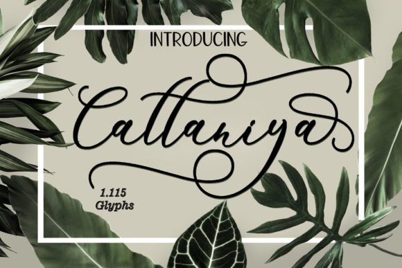 Cattaniya Font - Featured Image